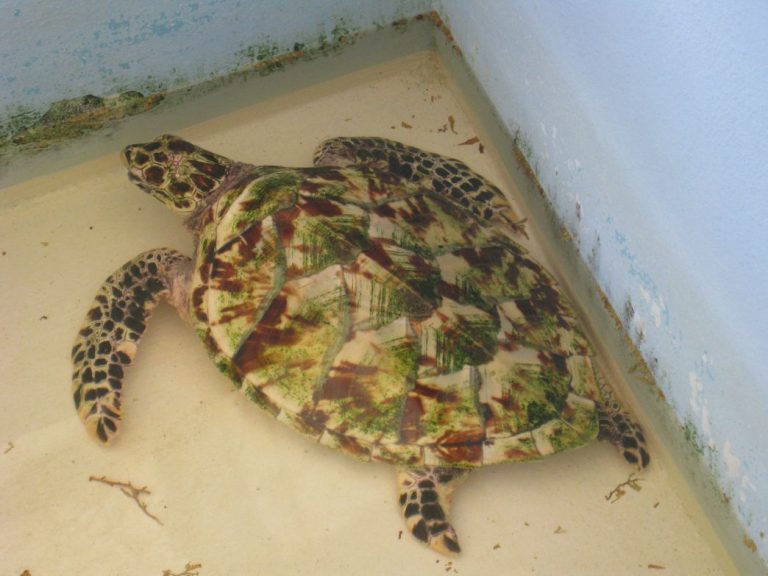 Turtle Sanctuary